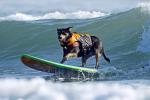 Запознајте ја Abbie Girl – најпознатото куче сурфер 